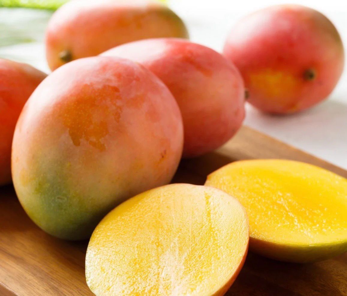 Kensington Pride KP Grafted Around 1.5 Meter Tall