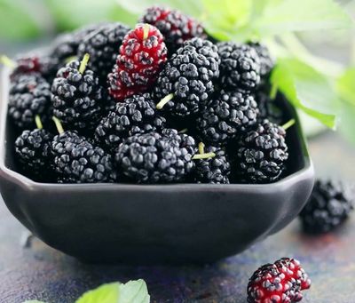 Mulberry Black Dwarf