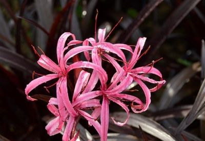 Crinum Purple Dream