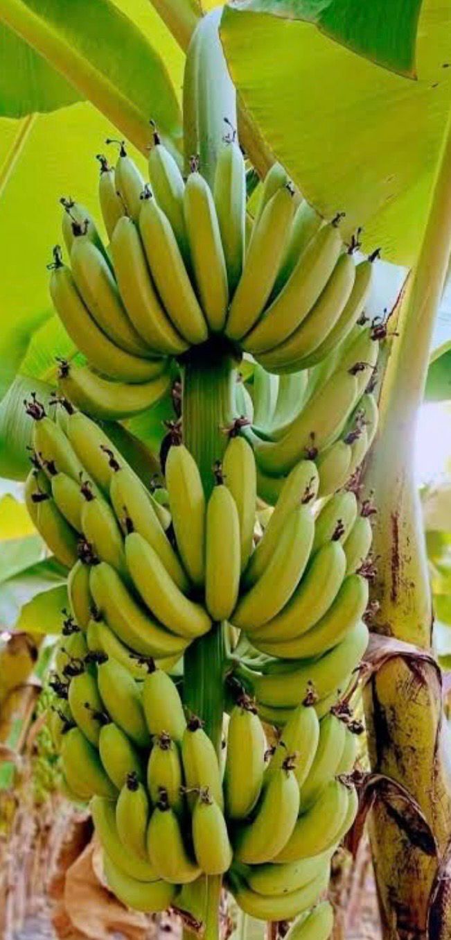 Cavendish Banana