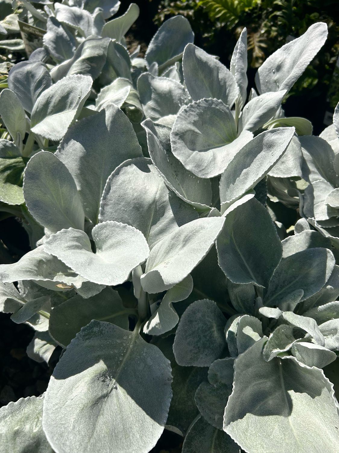 Senecio Angel Wing Plant