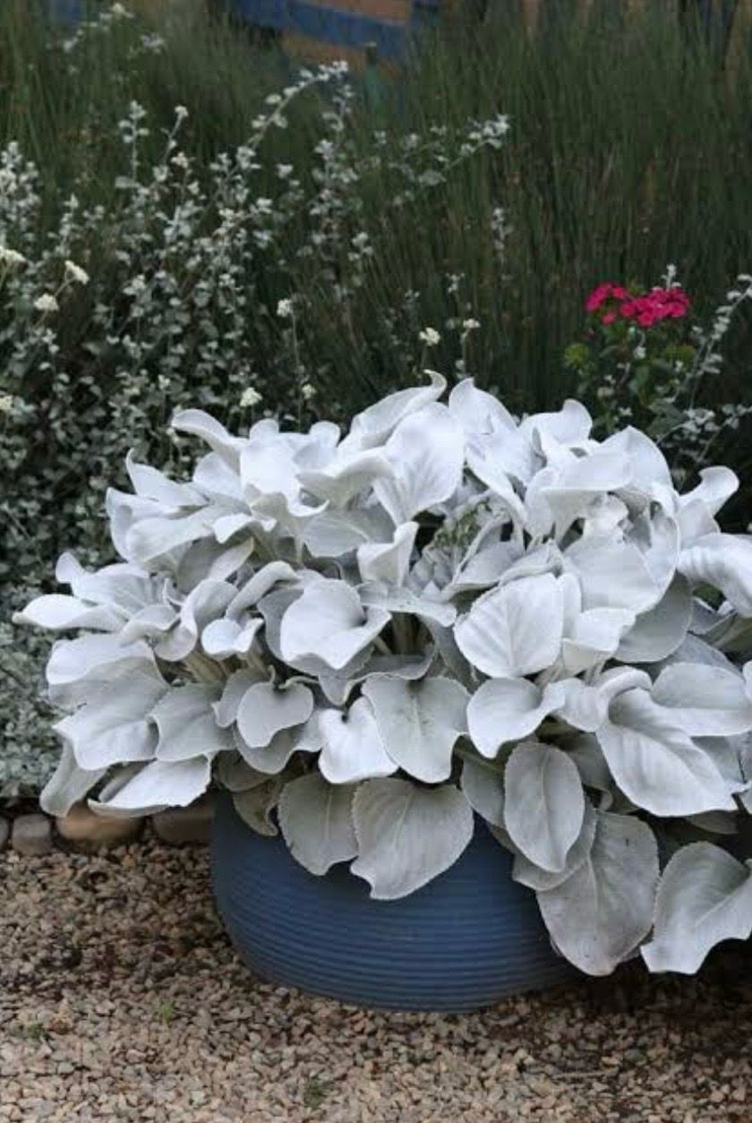Senecio Angel Wing Plant