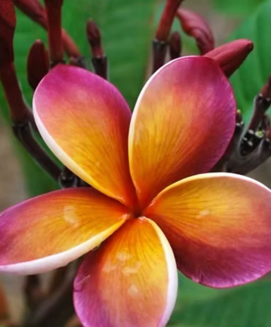 George Brown Frangipani