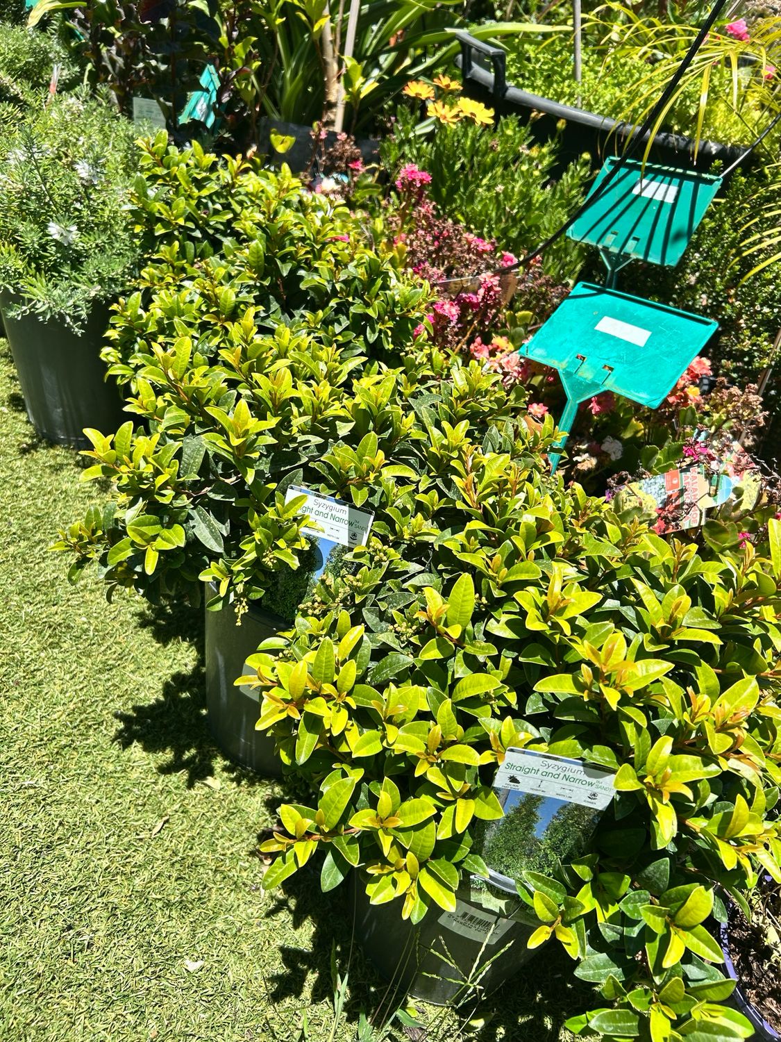 Lilly Pilly Straight And Narrow