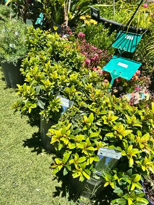 Lilly Pilly Straight And Narrow