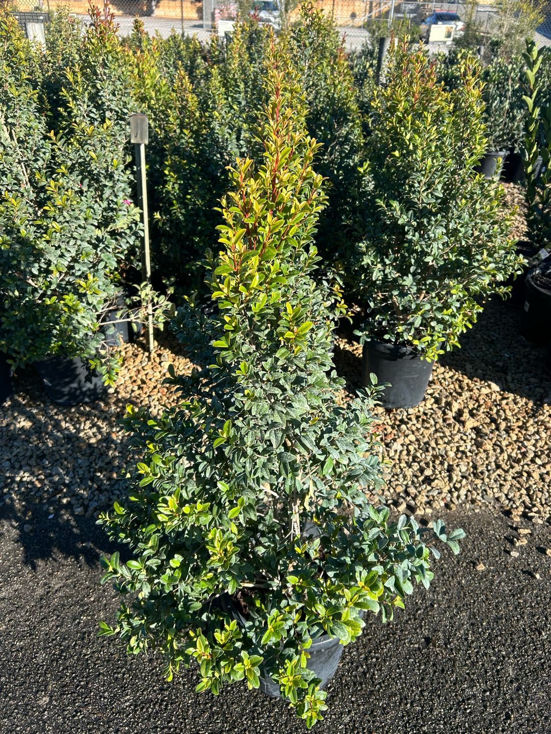 Lilly Pilly Straight And Narrow 14 L Pot