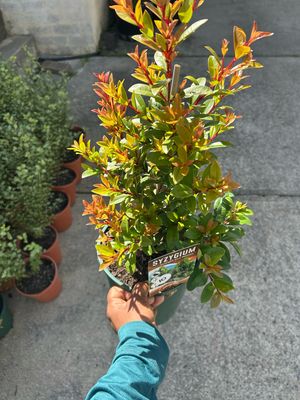 Lilly Pilly Straight And Narrow 4 L Pot