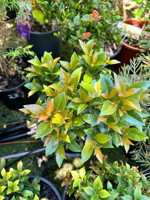 Lilly Pilly Hinterland Gold