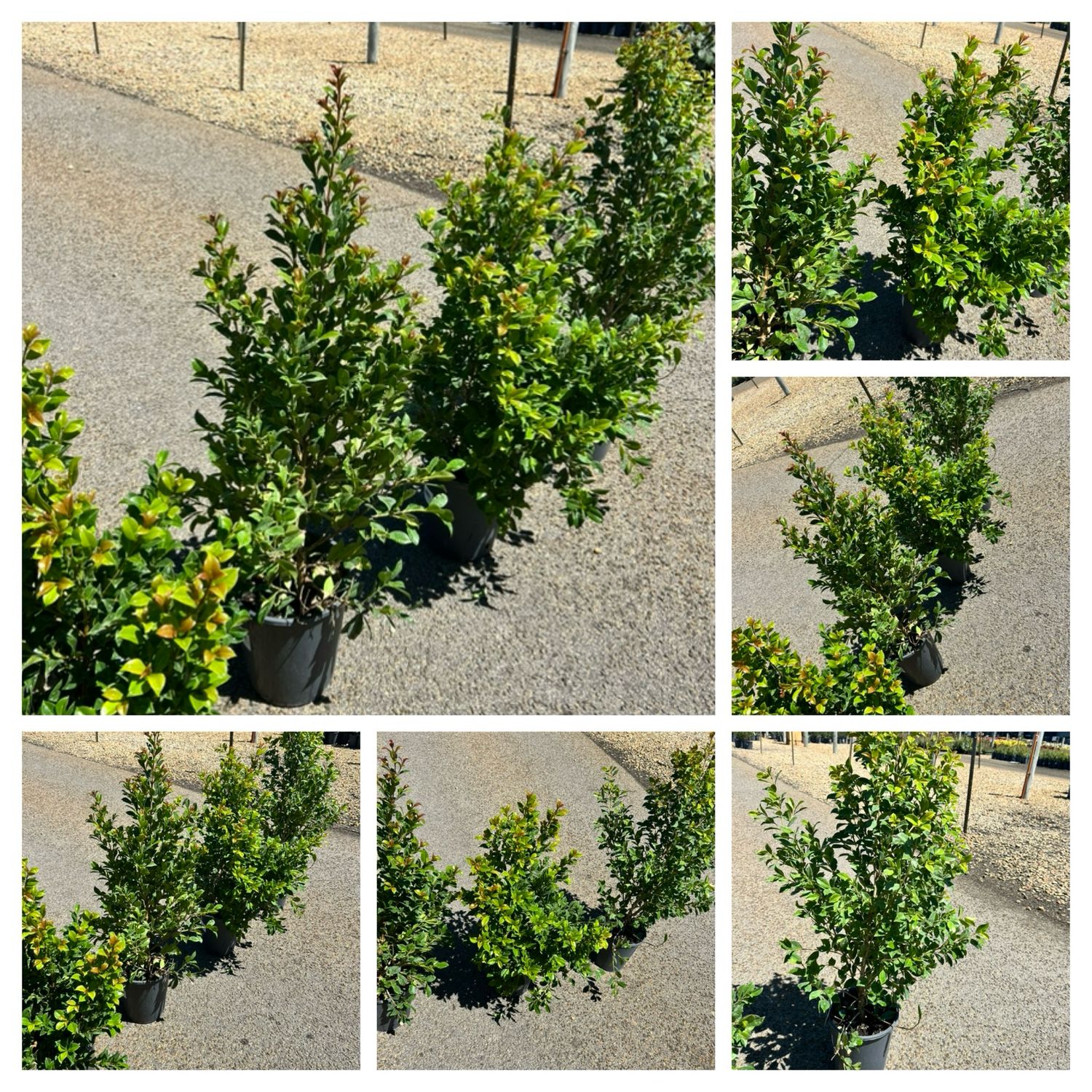 Lilly Pilly Hinterland Gold 650 mm Tall