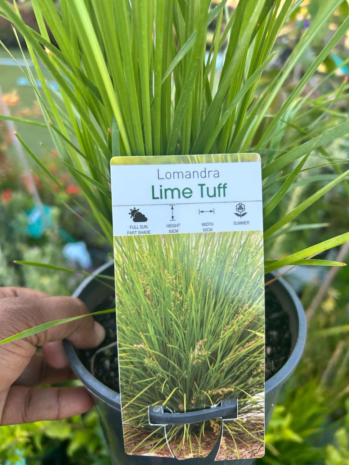 Lomandra Lime Tuff