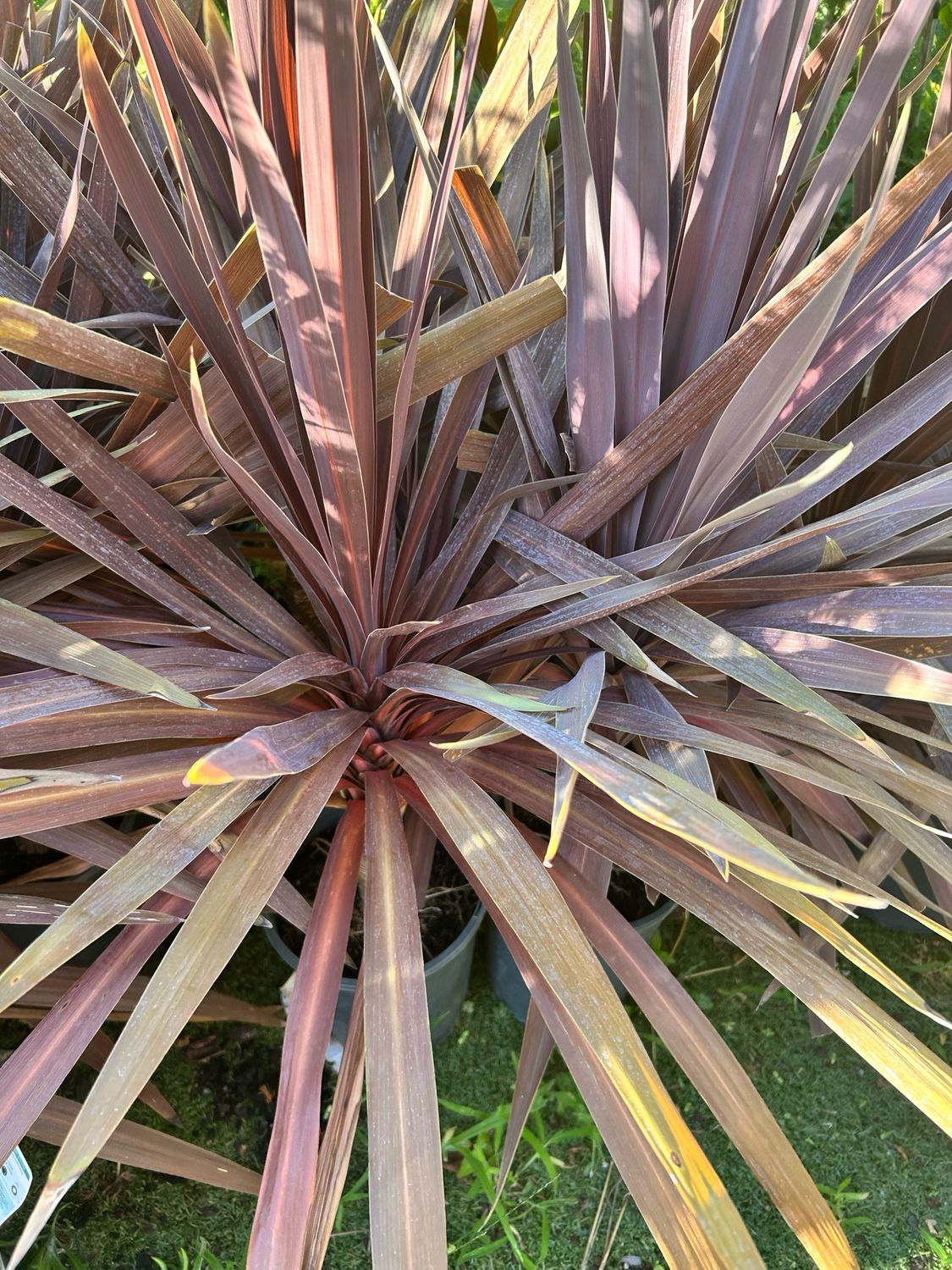 Cordyline Australis Red Sensation