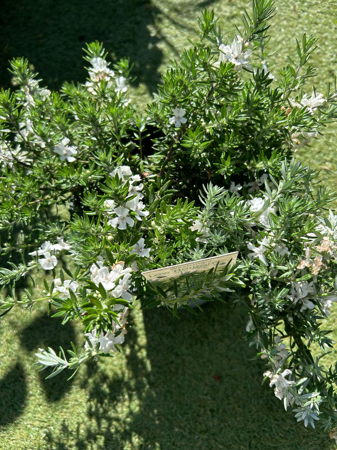 Westringia Low Horizon 3.5 L Pot