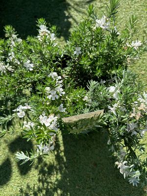 Westringia Low Horizon 5 L Pot