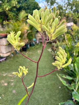 Yellow Kangaroo Paw