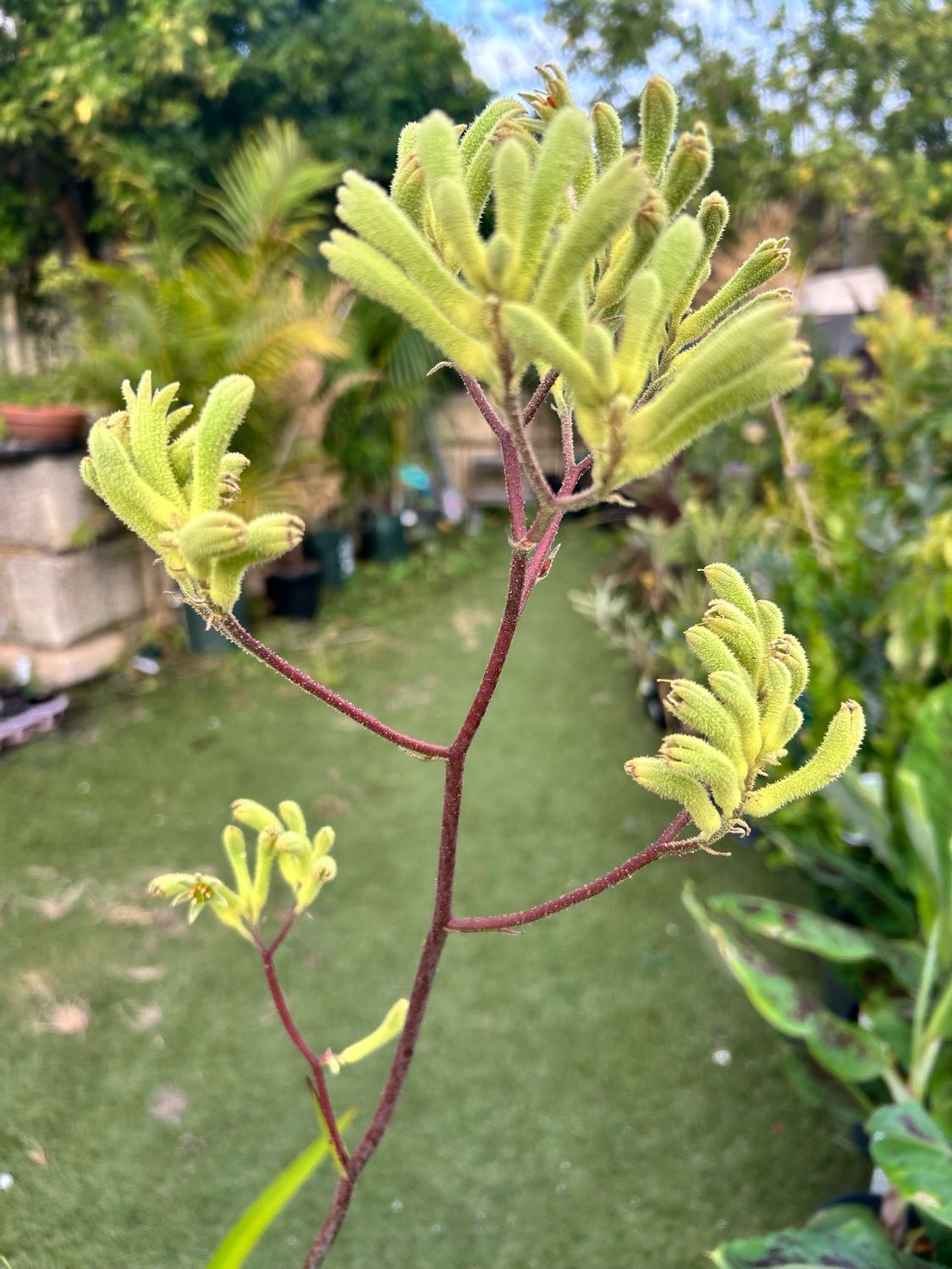 Yellow Kangaroo Paw