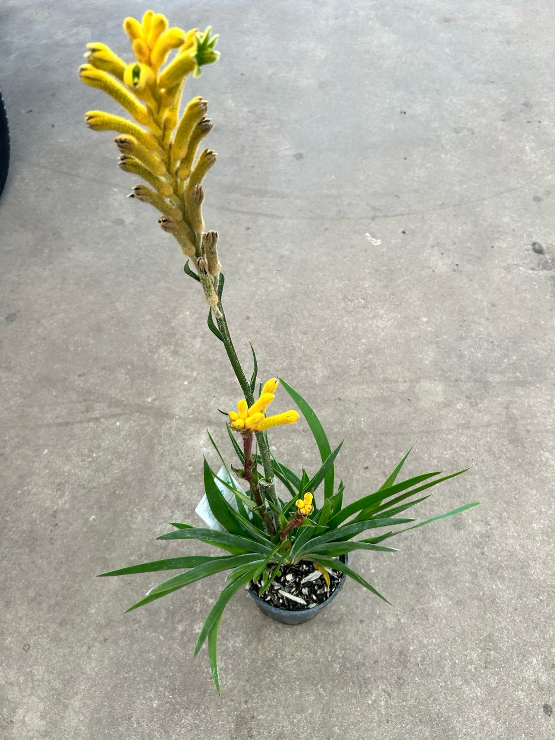 Yellow Kangaroo Paw
