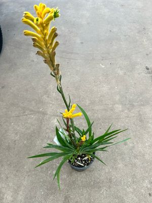 Yellow Kangaroo Paw