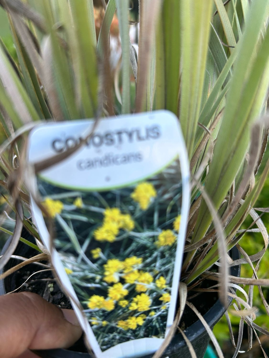 Conostylis Candicans