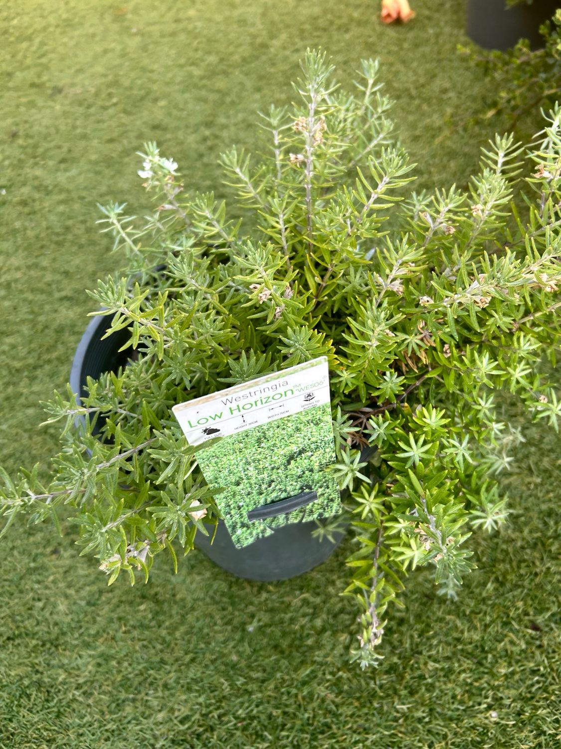 Westringia Low Horizon