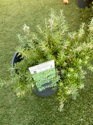 Westringia Low Horizon