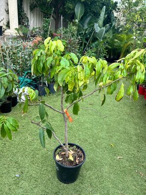 Lychee Advance Size 12 L Pot