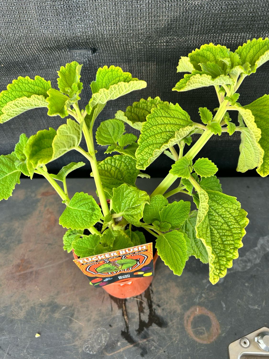 Bush Basil Or Five Spices Plant