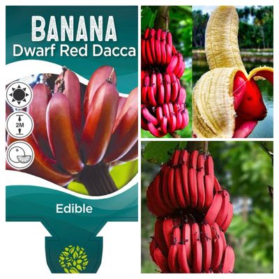 Dwarf Red Dacca Banana