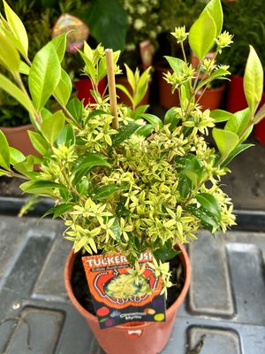 Cinnamon Myrtle Of Iron Wood Or Carrol Or Australian Lancewood