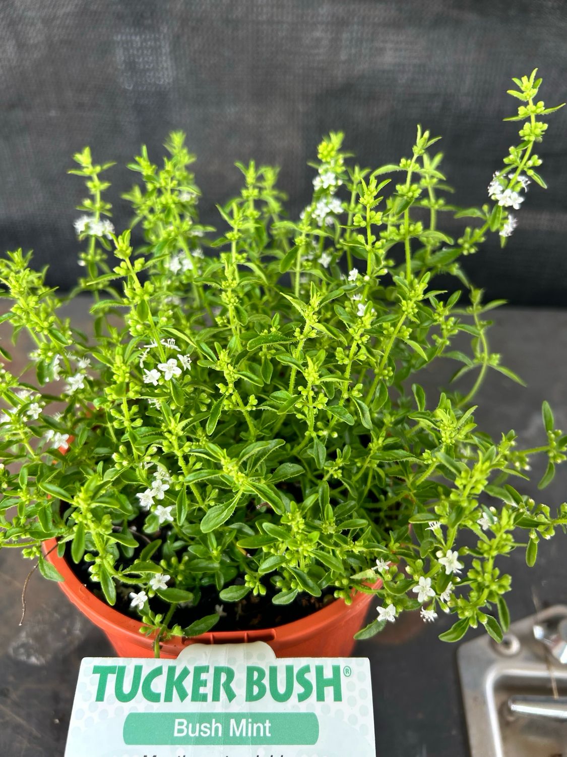 Bush Mint Or Native River Mint Australian Wild Mint Or Mentha