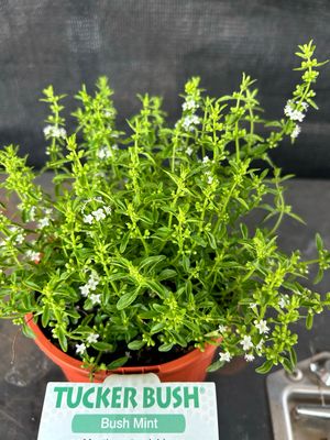 Bush Mint Or Native River Mint Australian Wild Mint Or Mentha