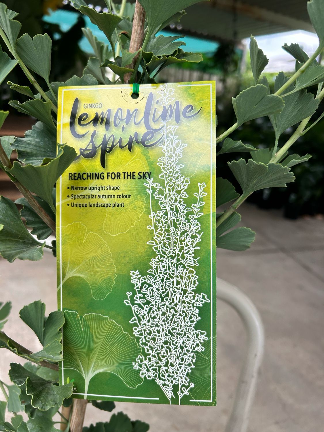 Biloba Dwarf Lemon lime Spire Or Peppermint Tree “lemon Lime Spire” Or Agonis Lemon Lime Spire Or Maiden Hair Tree Goldspire Ginkgo Genus