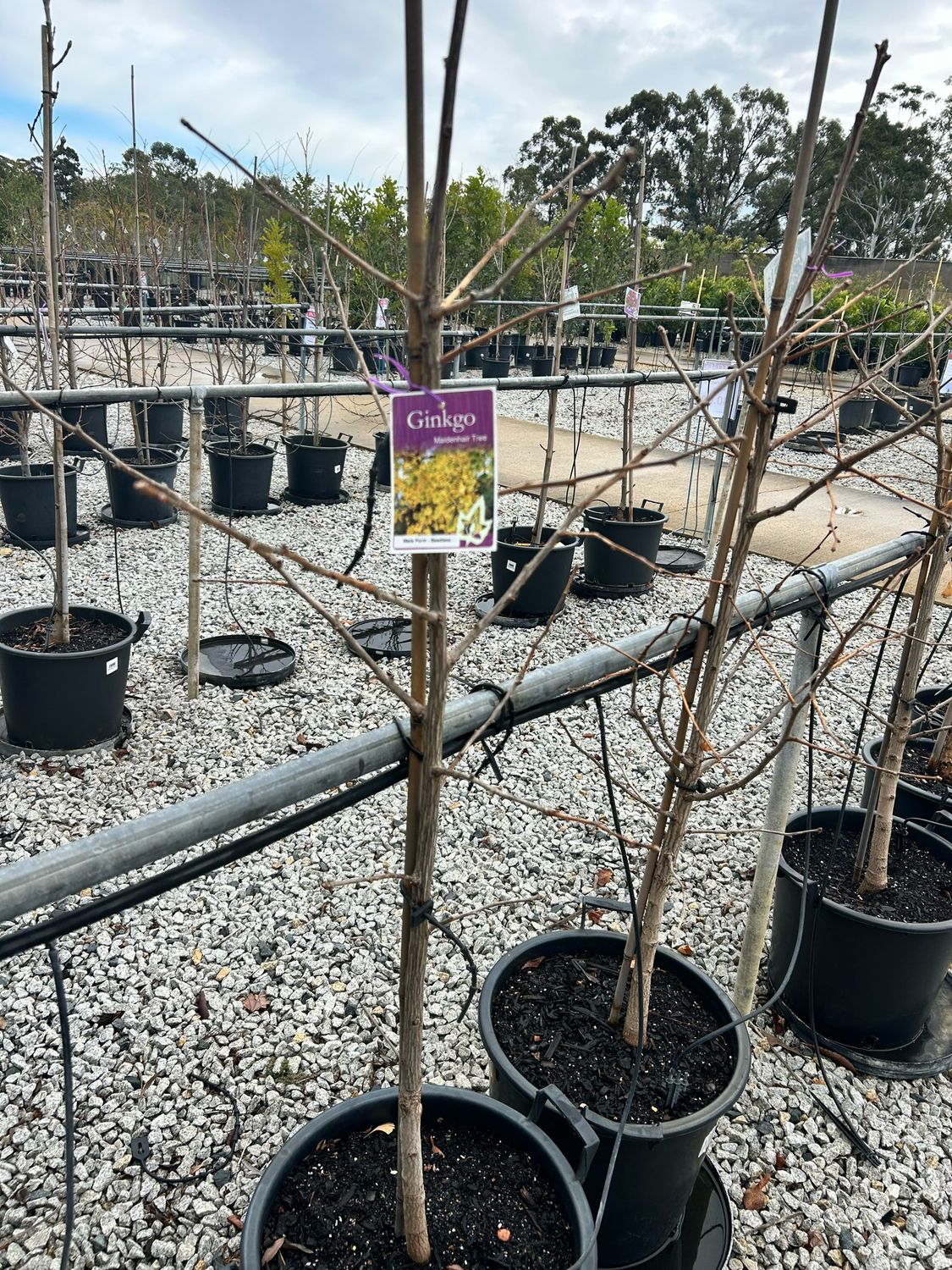 Biloba Dwarf Lemon lime Spire 30 L Pot Size