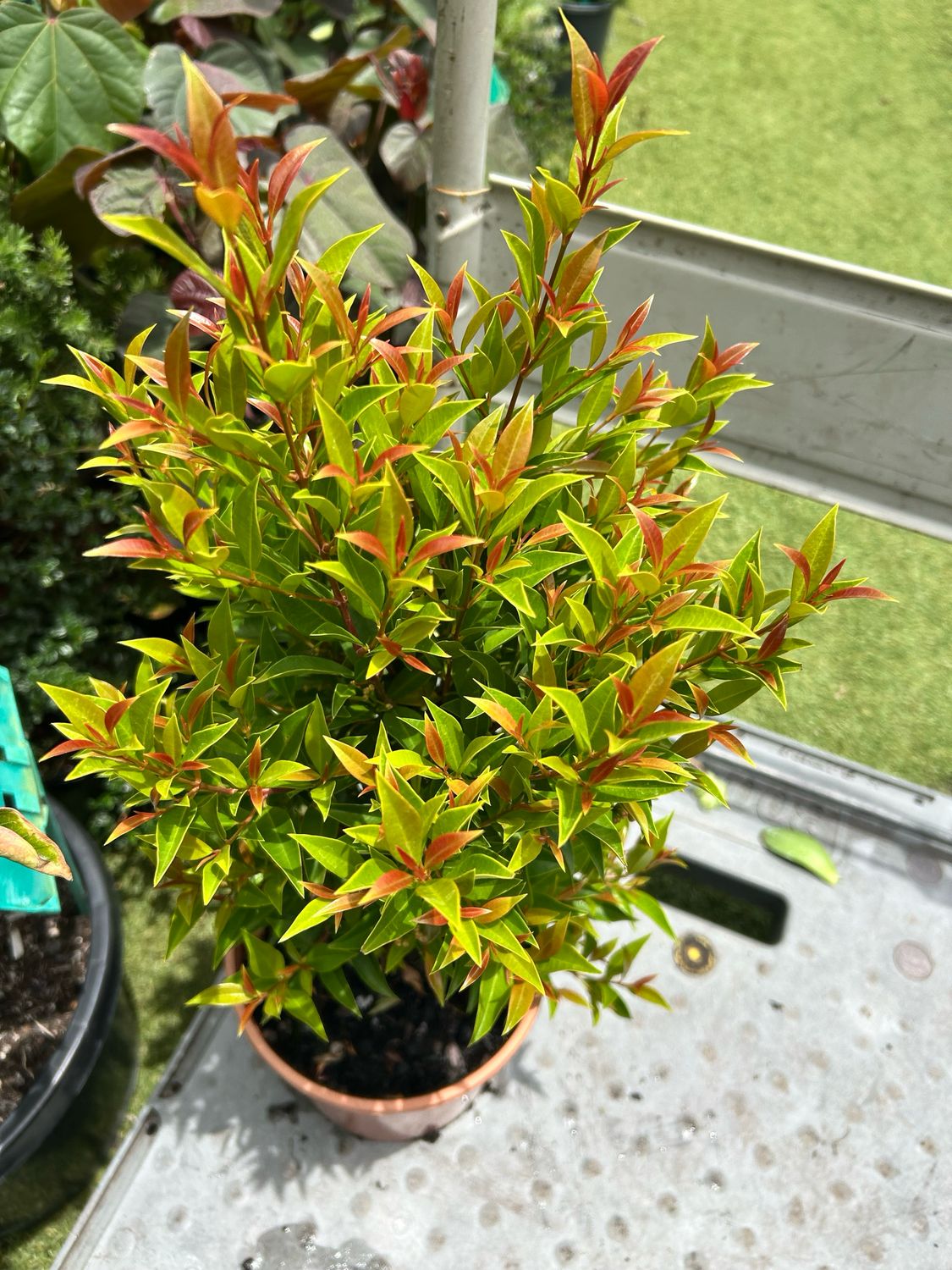 Lilly Pilly Winter light