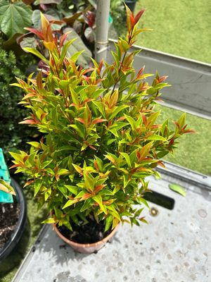 Lilly Pilly Winter light