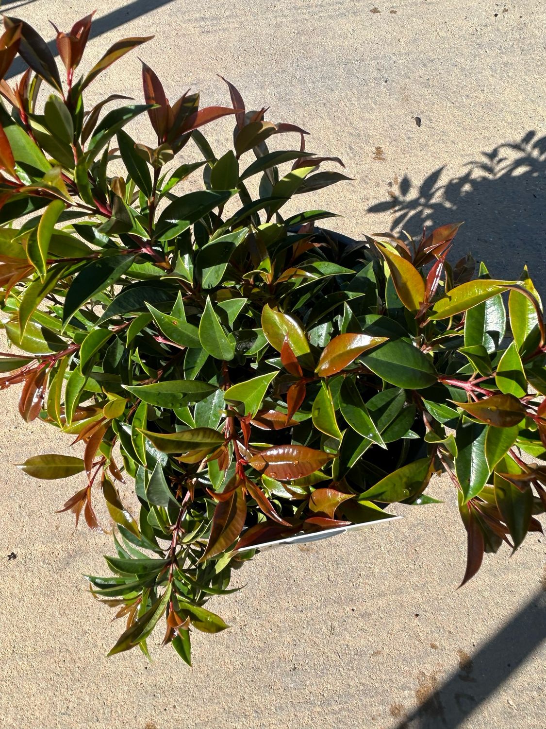Lilly Pilly Winter light 5 L Pot