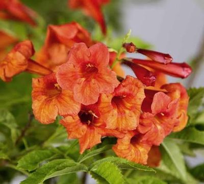 Tecoma Stans Bells Of Fire