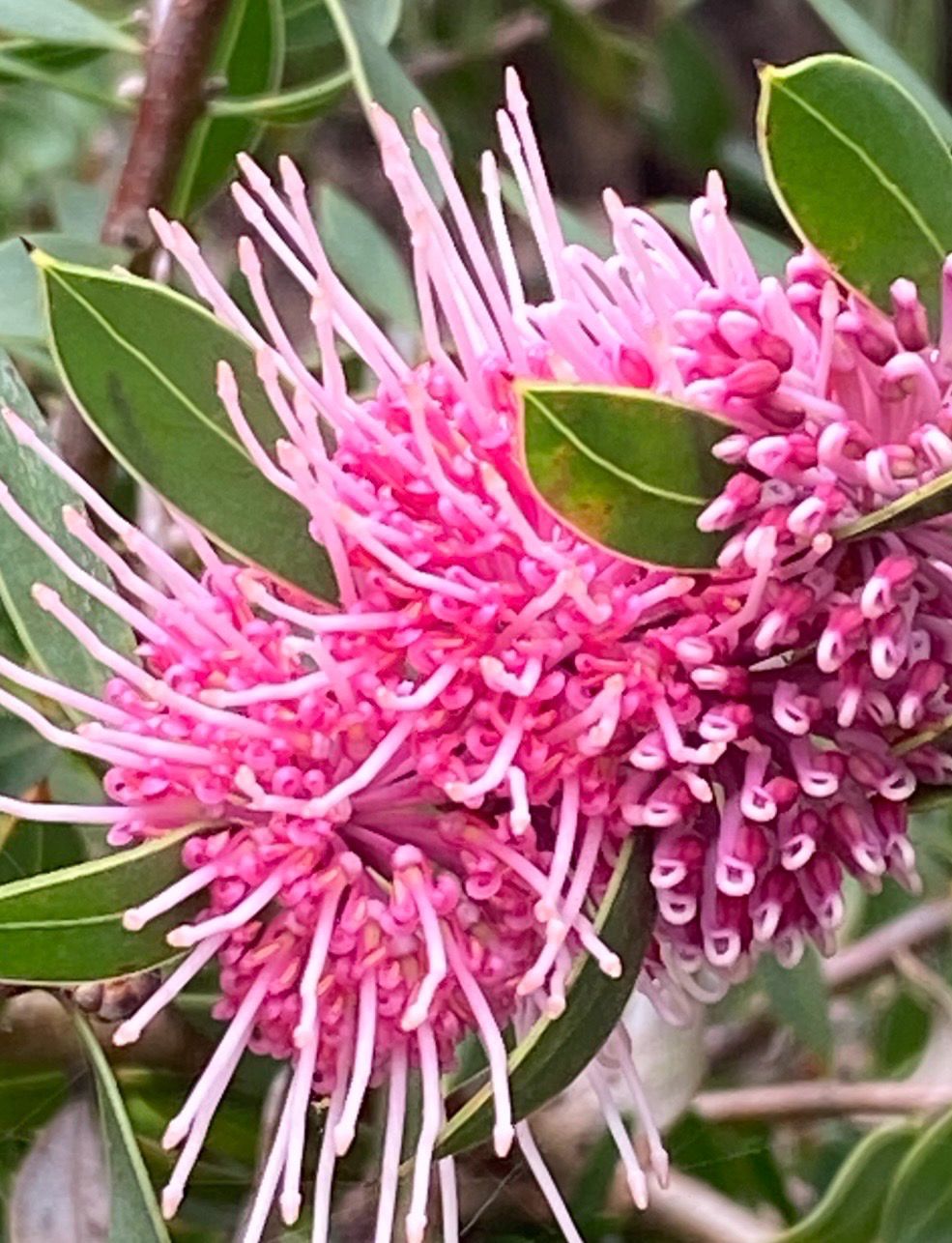 Hakea Burrendong Beauty