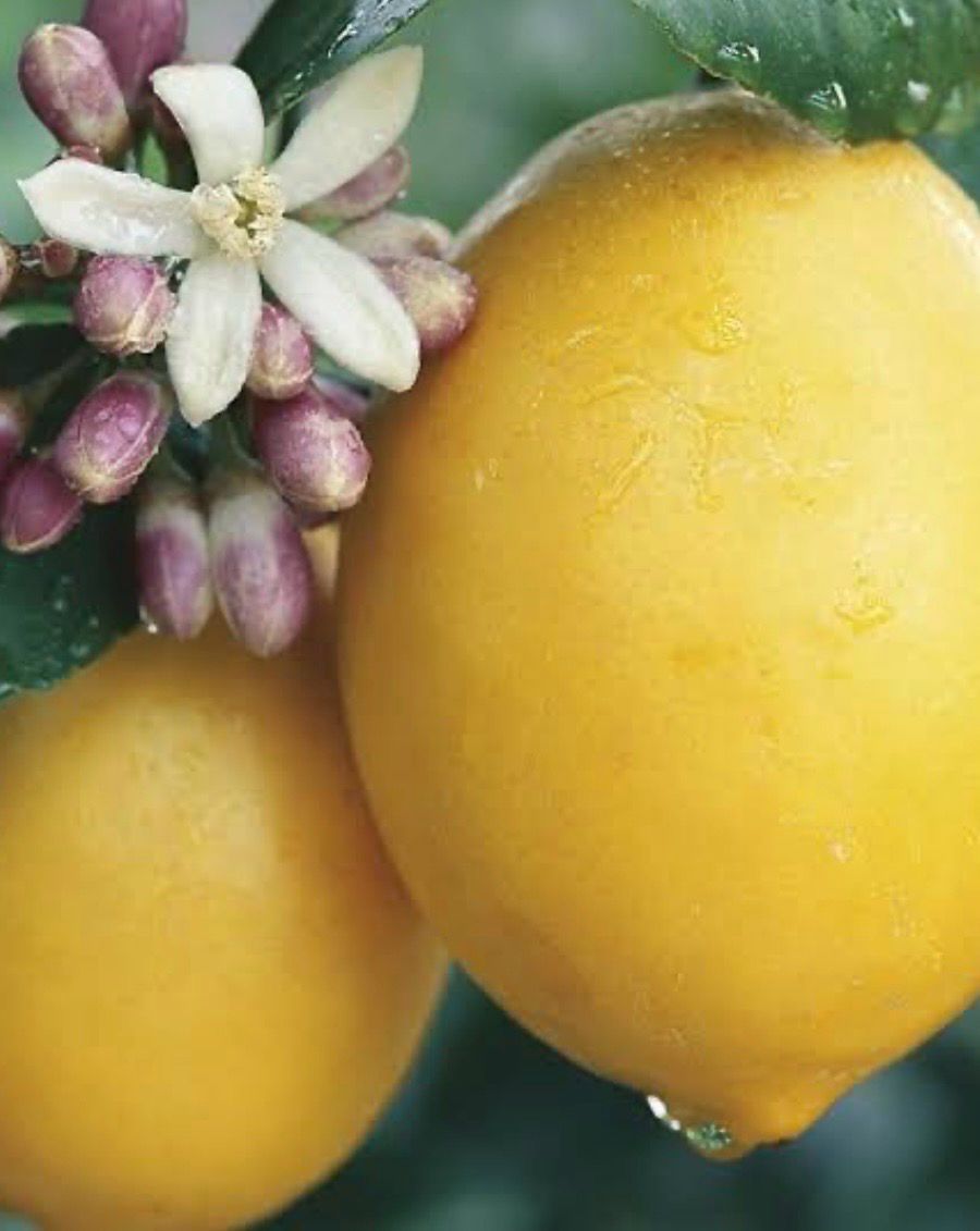 Limonicous Or Meyer Lemon 5 L Pot