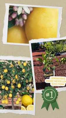 Limonicous Or Dwarf Meyer Lemon 4 Litre Pot Size