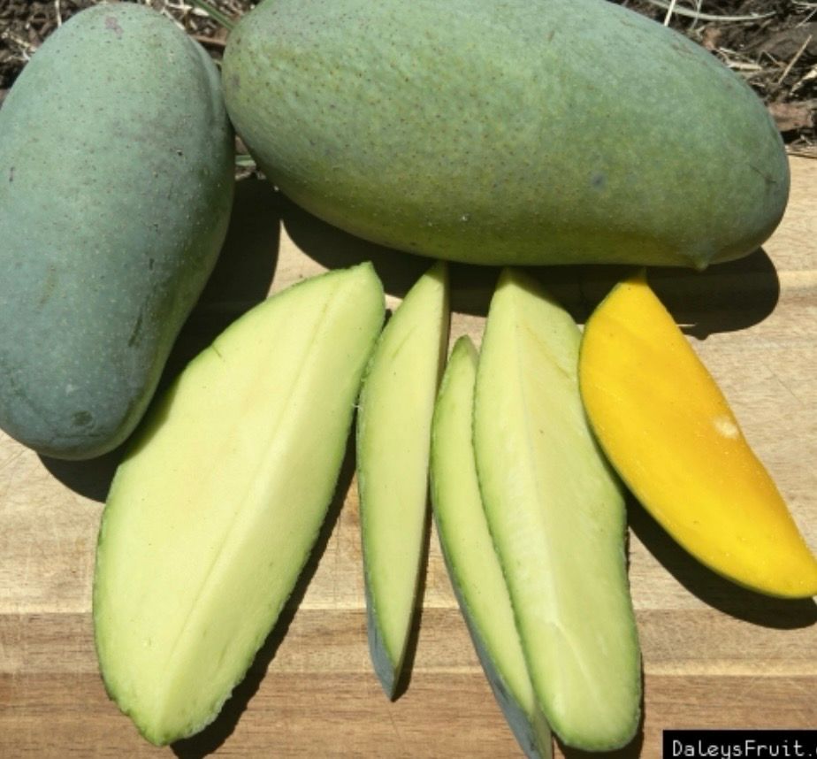Khiew Sawoey Grafted Mango Or Thai Mango Grafted