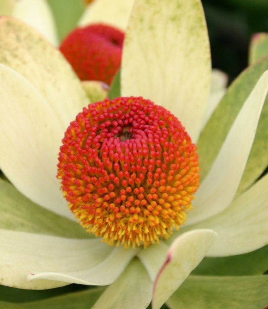 Dwarf Leucadendron Bella’s Button