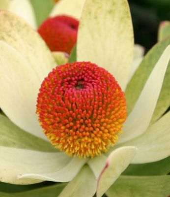 Dwarf Leucadendron Bella’s Button