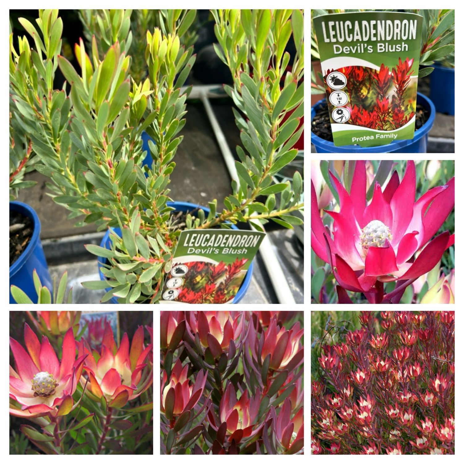 Leucadendron Salignum Devil Bush