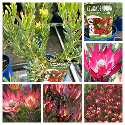 Leucadendron Salignum Devil Bush