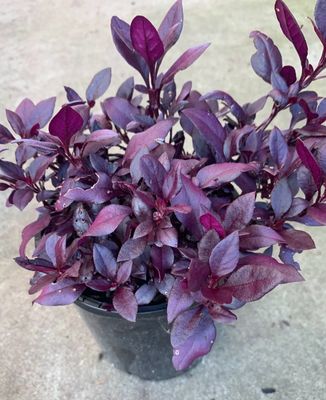 Alternanthera Little Ruby