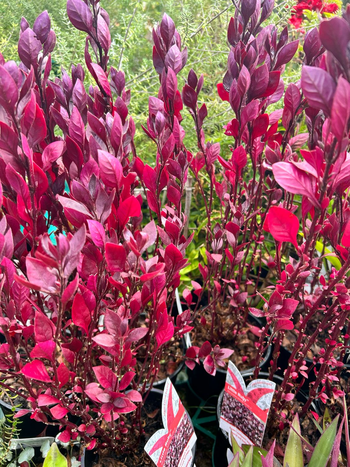 Alternanthera Little Ruby 1.5 L Pot