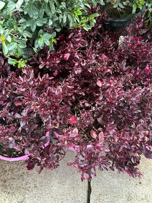 Alternanthera Little Ruby 5 L Pot