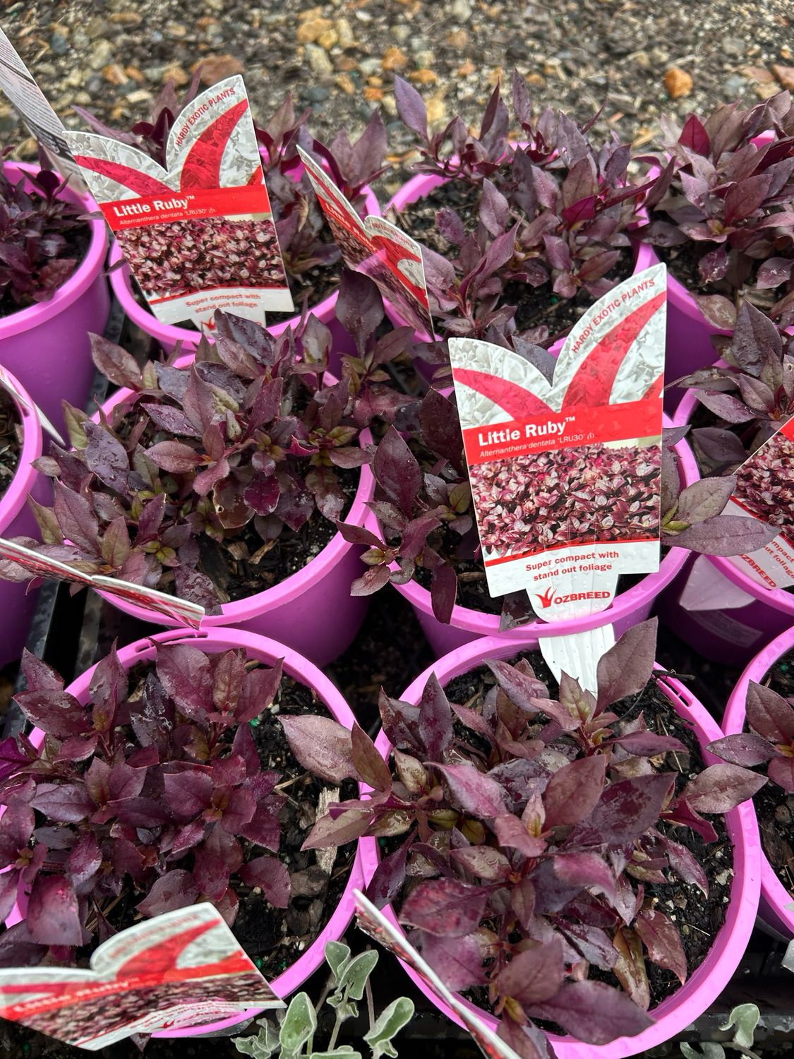 Alternanthera Little Ruby 1.3 L Pot