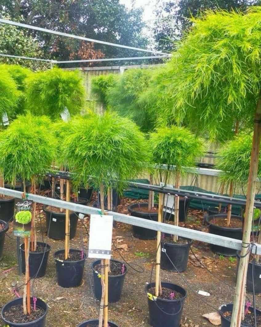 Acacia Limelight Standard