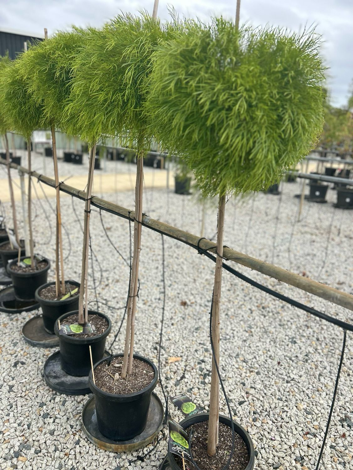 Acacia Limelight Standard